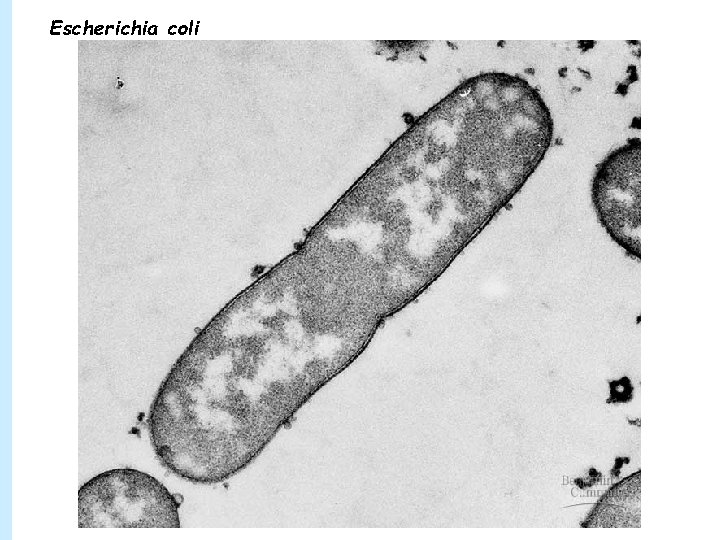 Escherichia coli 