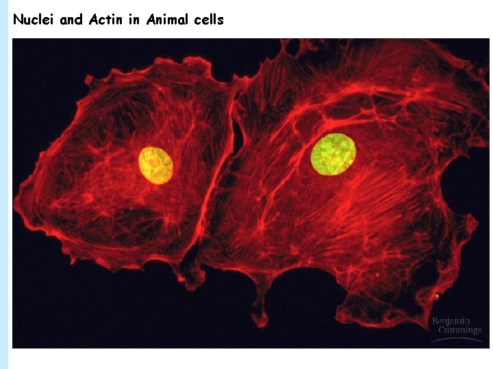 Nuclei and Actin in Animal cells 