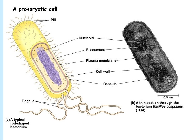 A prokaryotic cell 