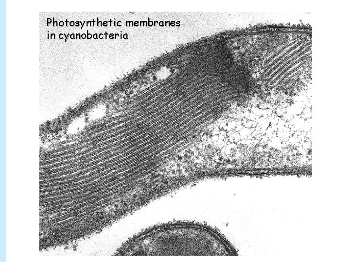 Photosynthetic membranes in cyanobacteria 