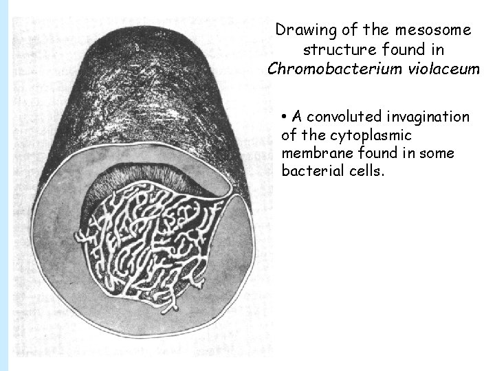 Drawing of the mesosome structure found in Chromobacterium violaceum • A convoluted invagination of