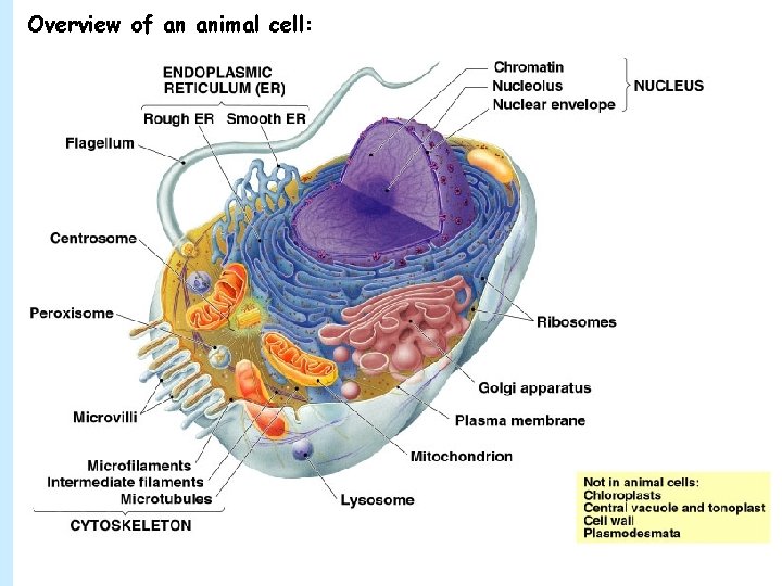 Overview of an animal cell: 