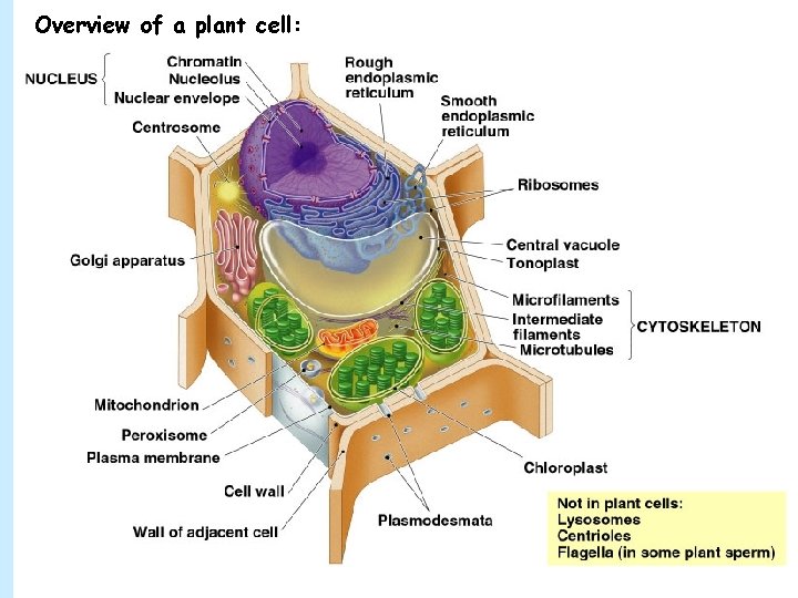 Overview of a plant cell: 