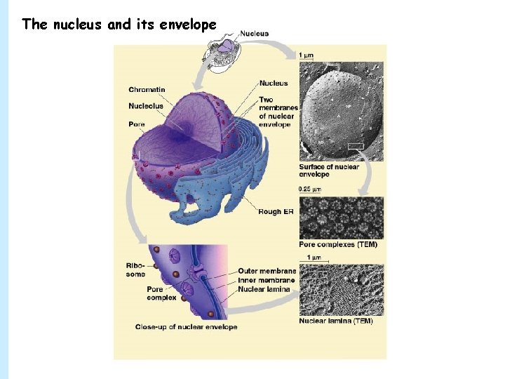 The nucleus and its envelope 