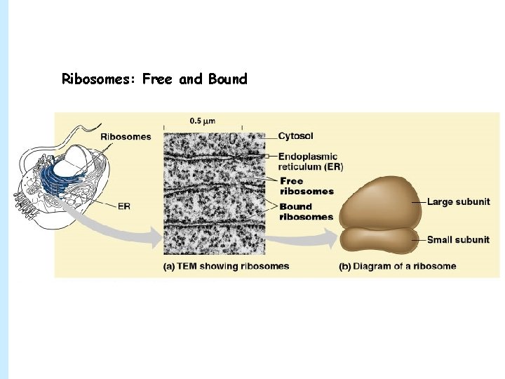 Ribosomes: Free and Bound 