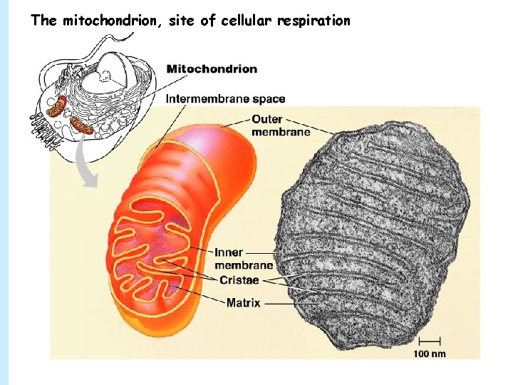 The mitochondrion, site of cellular respiration 