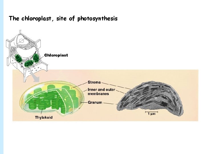 The chloroplast, site of photosynthesis 