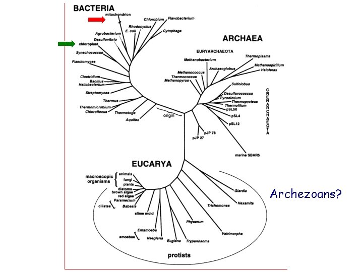 Archezoans? 