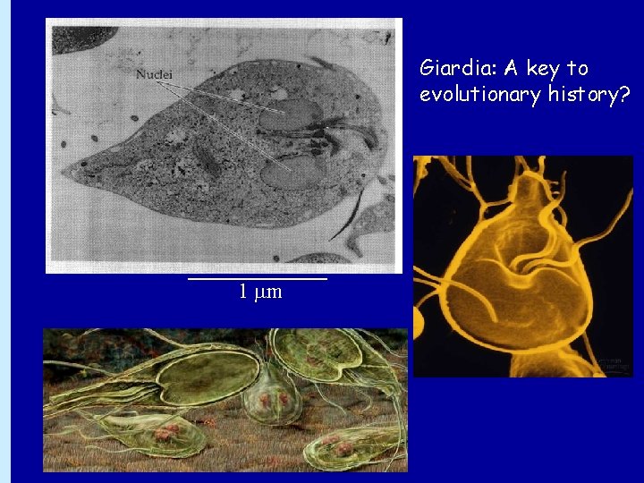 Giardia: A key to evolutionary history? 1 m 