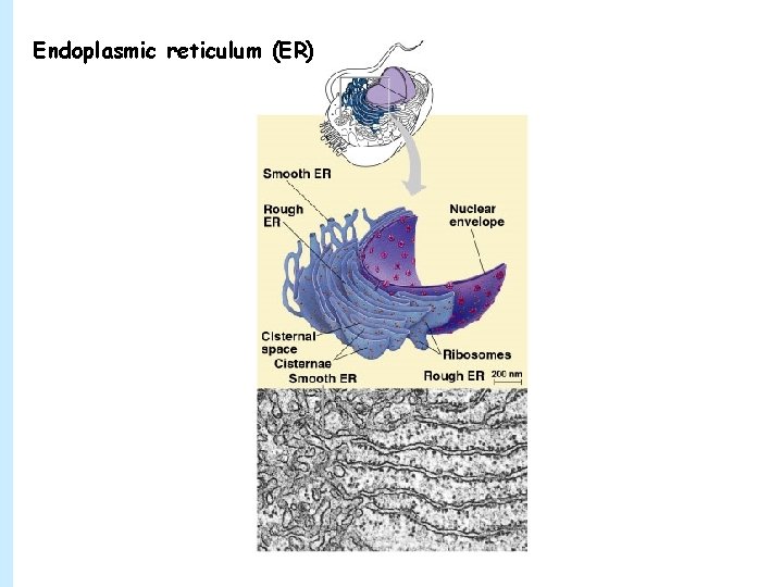 Endoplasmic reticulum (ER) 