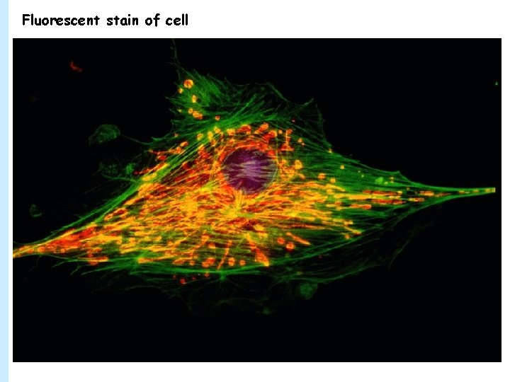 Fluorescent stain of cell 