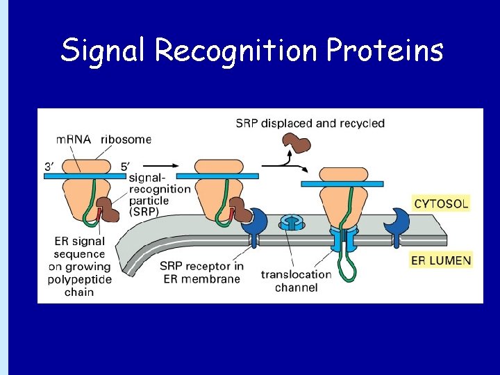 Signal Recognition Proteins 