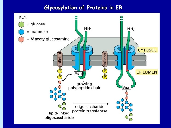 Glycosylation of Proteins in ER 