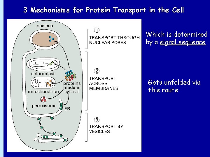 3 Mechanisms for Protein Transport in the Cell Which is determined by a signal