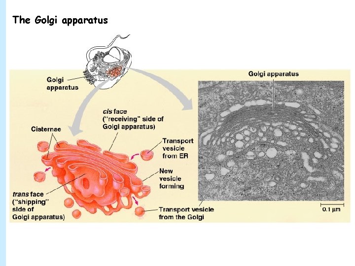 The Golgi apparatus 