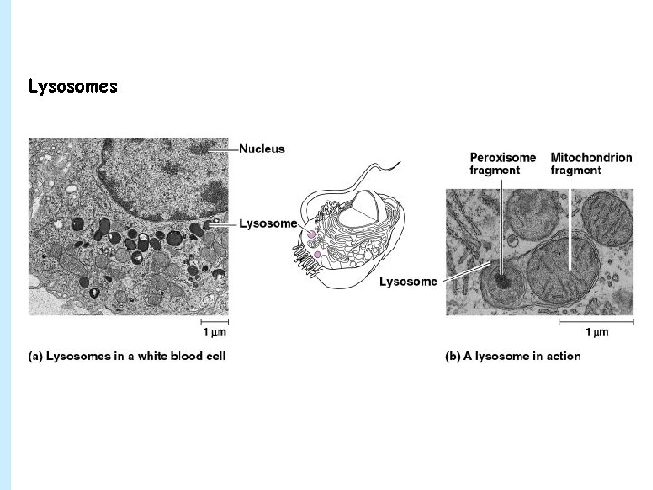 Lysosomes 