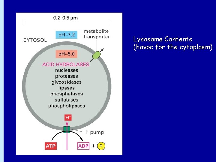 Lysosome Contents (havoc for the cytoplasm) 