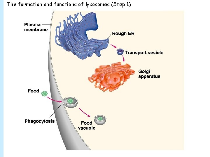 The formation and functions of lysosomes (Step 1) 