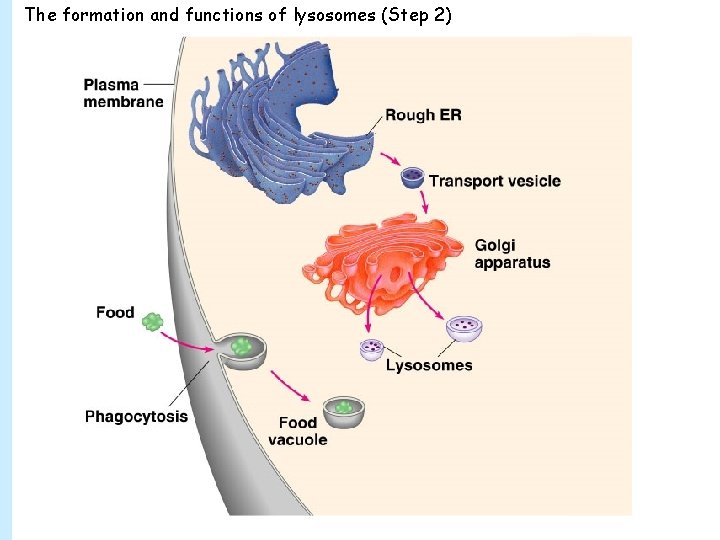 The formation and functions of lysosomes (Step 2) 