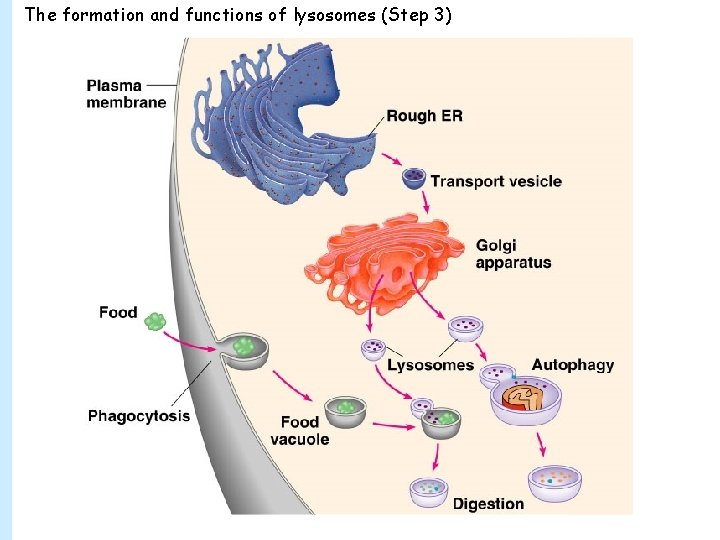 The formation and functions of lysosomes (Step 3) 