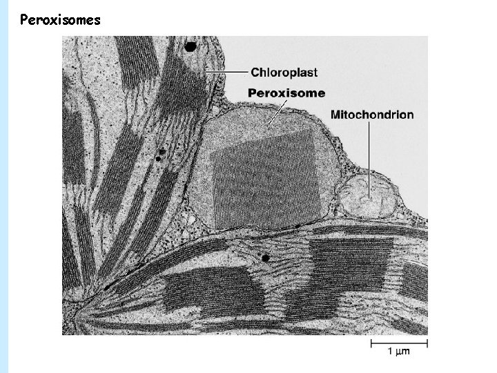 Peroxisomes 