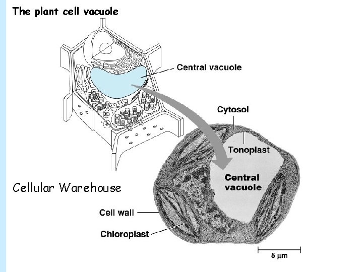 The plant cell vacuole Cellular Warehouse 