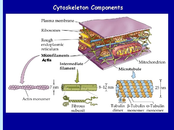 Cytoskeleton Components XXXX Actin 