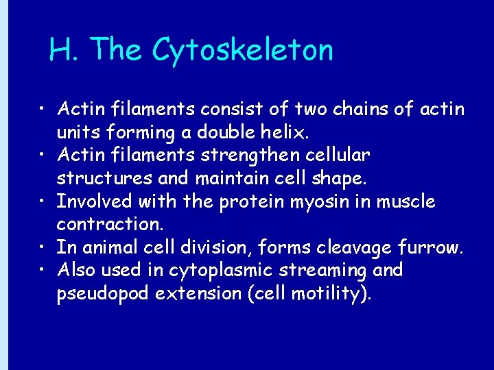 H. The Cytoskeleton • Actin filaments consist of two chains of actin units forming