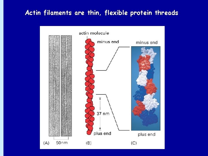 Actin filaments are thin, flexible protein threads 