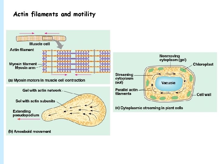 Actin filaments and motility 