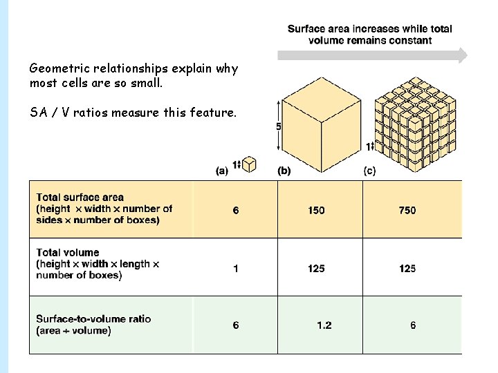 Geometric relationships explain why most cells are so small. SA / V ratios measure