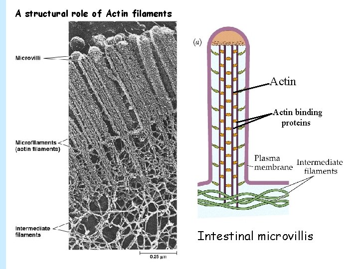 A structural role of Actin filaments Actin binding proteins Intestinal microvillis 