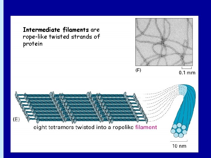 Intermediate filaments are rope-like twisted strands of protein 