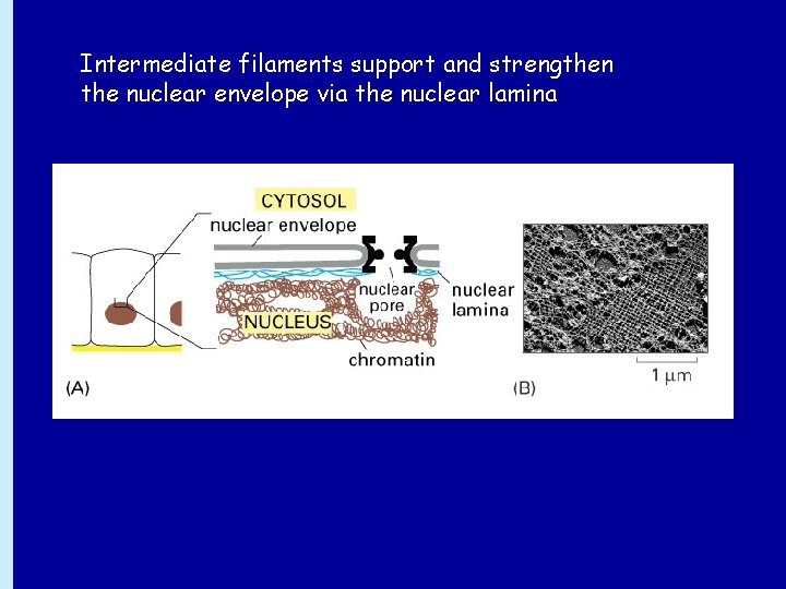 Intermediate filaments support and strengthen the nuclear envelope via the nuclear lamina 