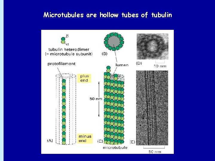 Microtubules are hollow tubes of tubulin 