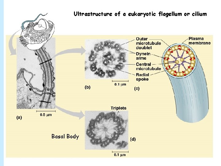 Ultrastructure of a eukaryotic flagellum or cilium Basal Body 