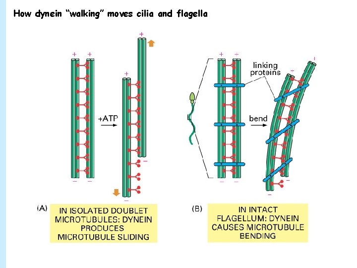 How dynein “walking” moves cilia and flagella 