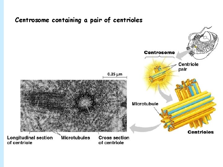 Centrosome containing a pair of centrioles 