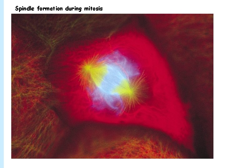 Spindle formation during mitosis 