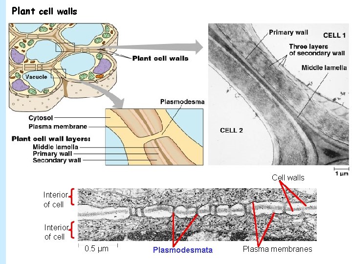 Plant cell walls Cell walls Interior of cell 0. 5 µm Plasmodesmata Plasma membranes