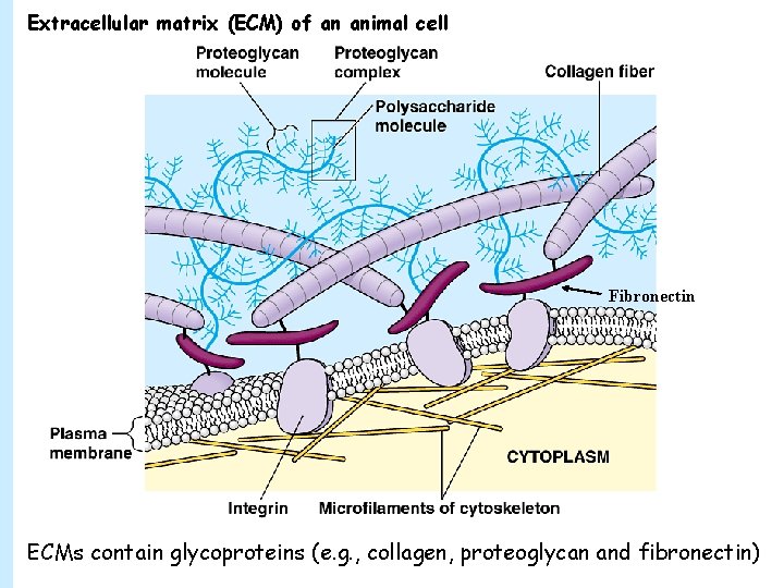 Extracellular matrix (ECM) of an animal cell Fibronectin ECMs contain glycoproteins (e. g. ,