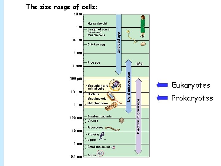 The size range of cells: Eukaryotes Prokaryotes 