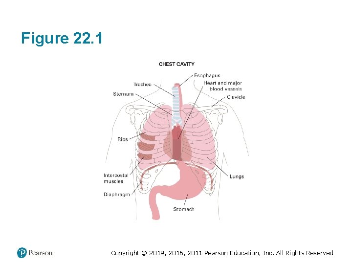 Figure 22. 1 Copyright © 2019, 2016, 2011 Pearson Education, Inc. All Rights Reserved Figure 22. 1 Copyright © 2019, 2016, 2011 Pearson Education, Inc. All Rights Reserved