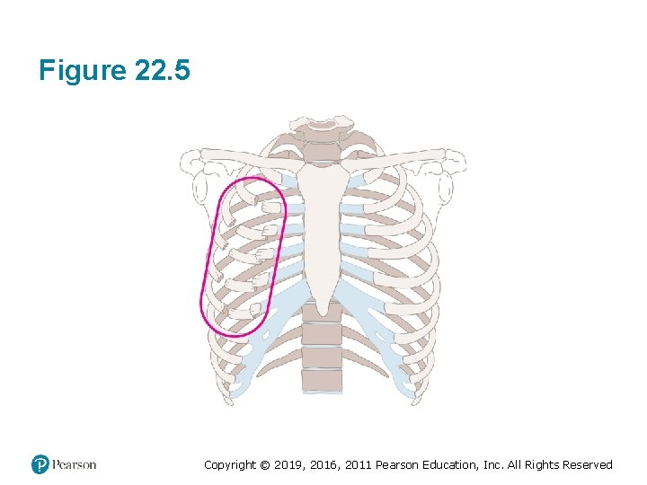 Figure 22. 5 Copyright © 2019, 2016, 2011 Pearson Education, Inc. All Rights Reserved Figure 22. 5 Copyright © 2019, 2016, 2011 Pearson Education, Inc. All Rights Reserved