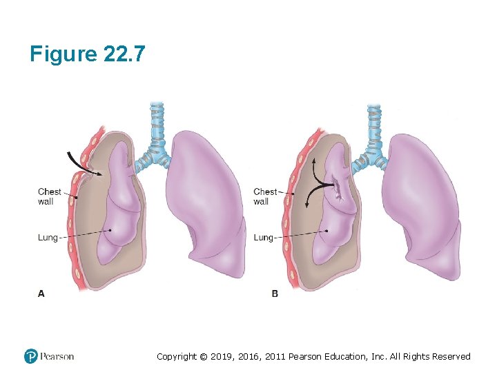Figure 22. 7 Copyright © 2019, 2016, 2011 Pearson Education, Inc. All Rights Reserved Figure 22. 7 Copyright © 2019, 2016, 2011 Pearson Education, Inc. All Rights Reserved