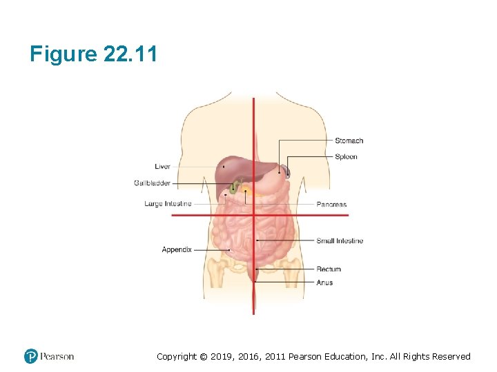 Figure 22. 11 Copyright © 2019, 2016, 2011 Pearson Education, Inc. All Rights Reserved Figure 22. 11 Copyright © 2019, 2016, 2011 Pearson Education, Inc. All Rights Reserved