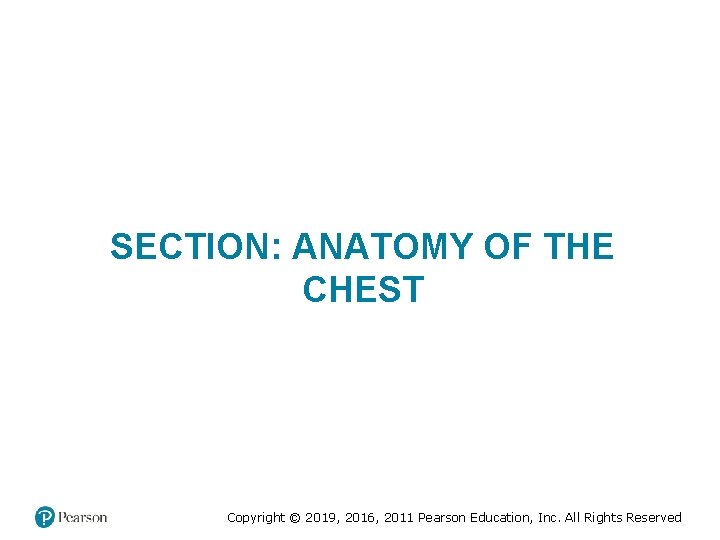 SECTION: ANATOMY OF THE CHEST Copyright © 2019, 2016, 2011 Pearson Education, Inc. All SECTION: ANATOMY OF THE CHEST Copyright © 2019, 2016, 2011 Pearson Education, Inc. All
