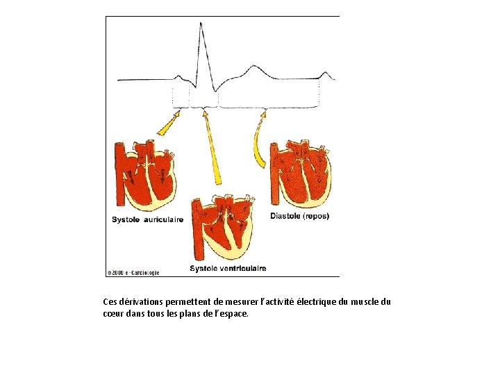 Ces dérivations permettent de mesurer l’activité électrique du muscle du cœur dans tous les