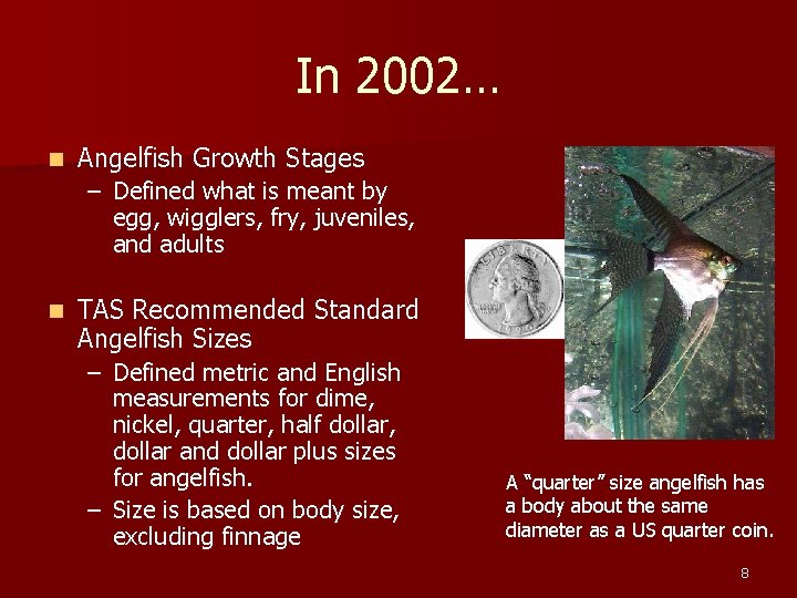 In 2002… n Angelfish Growth Stages – Defined what is meant by egg, wigglers,