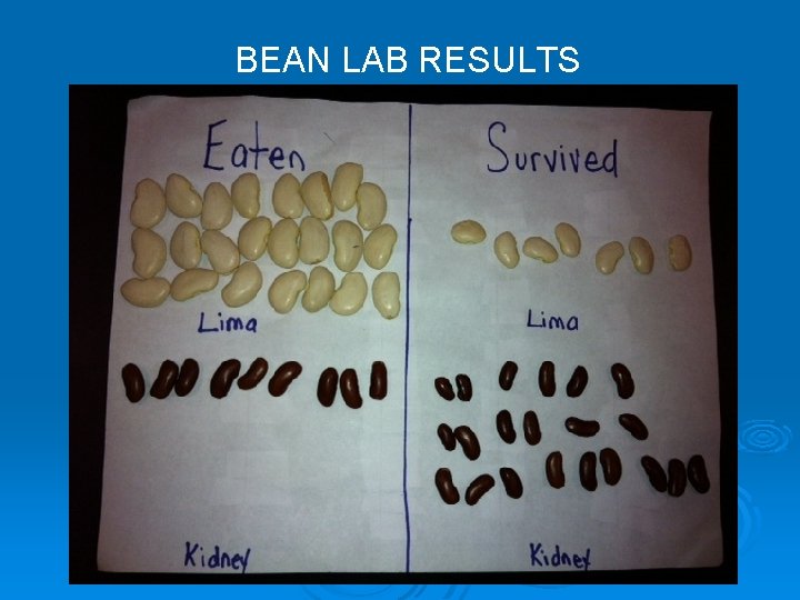 BEAN LAB RESULTS 